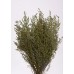 STOEBE 14-18" Basil- OUT OF STOCK